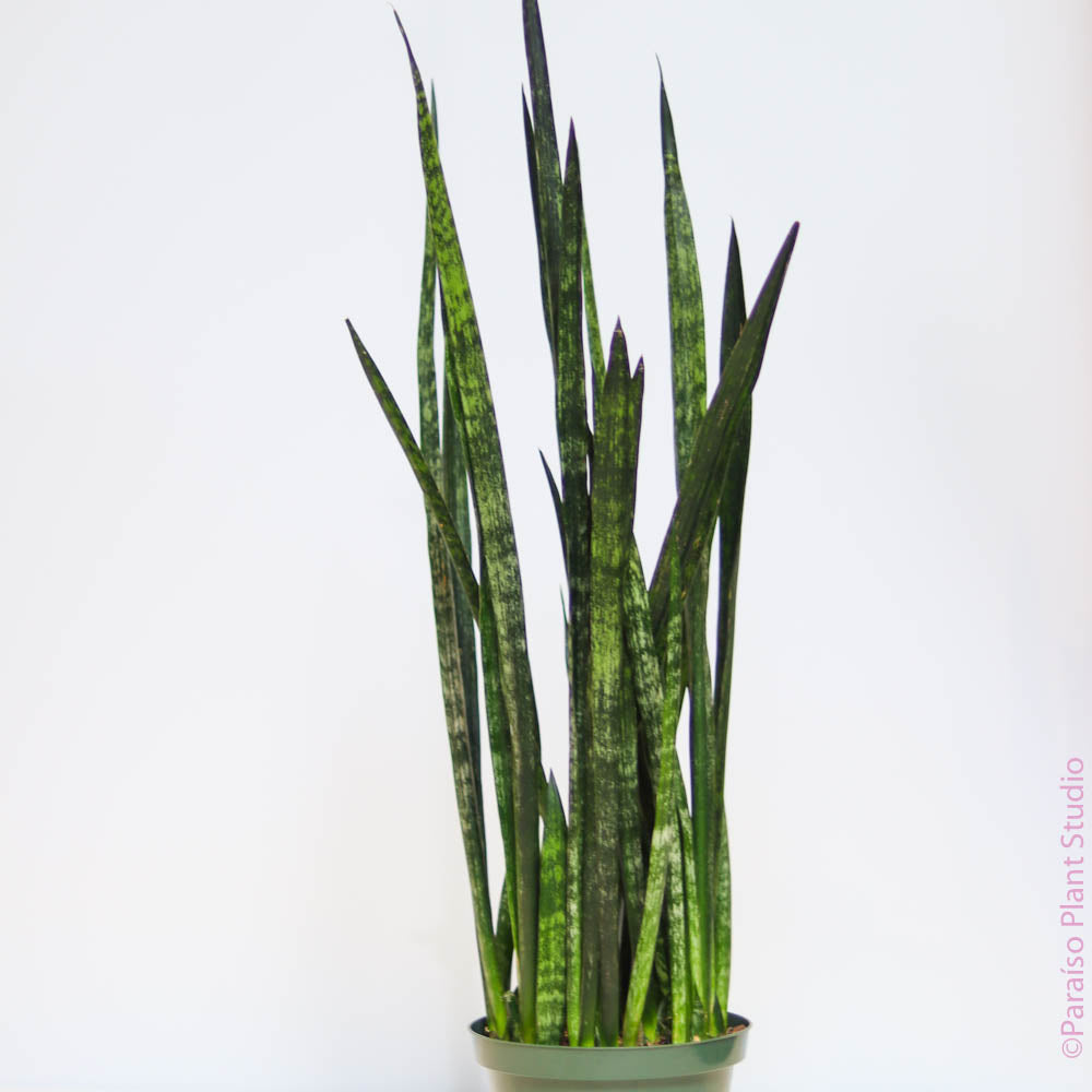 sansevieria is snake plant 8" Sansevieria Zeylanica