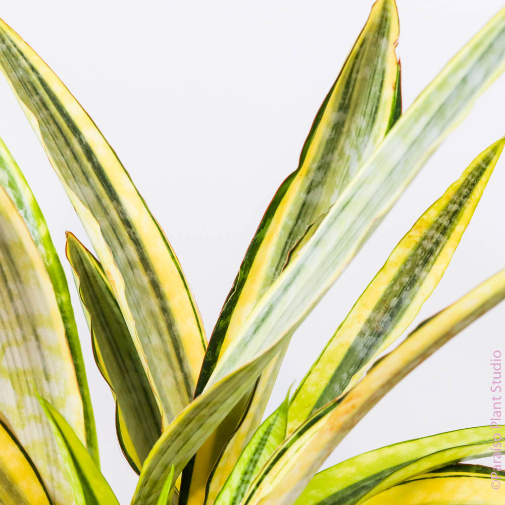 sansevieria yellow stone 8in Sansevieria Yellow Stone