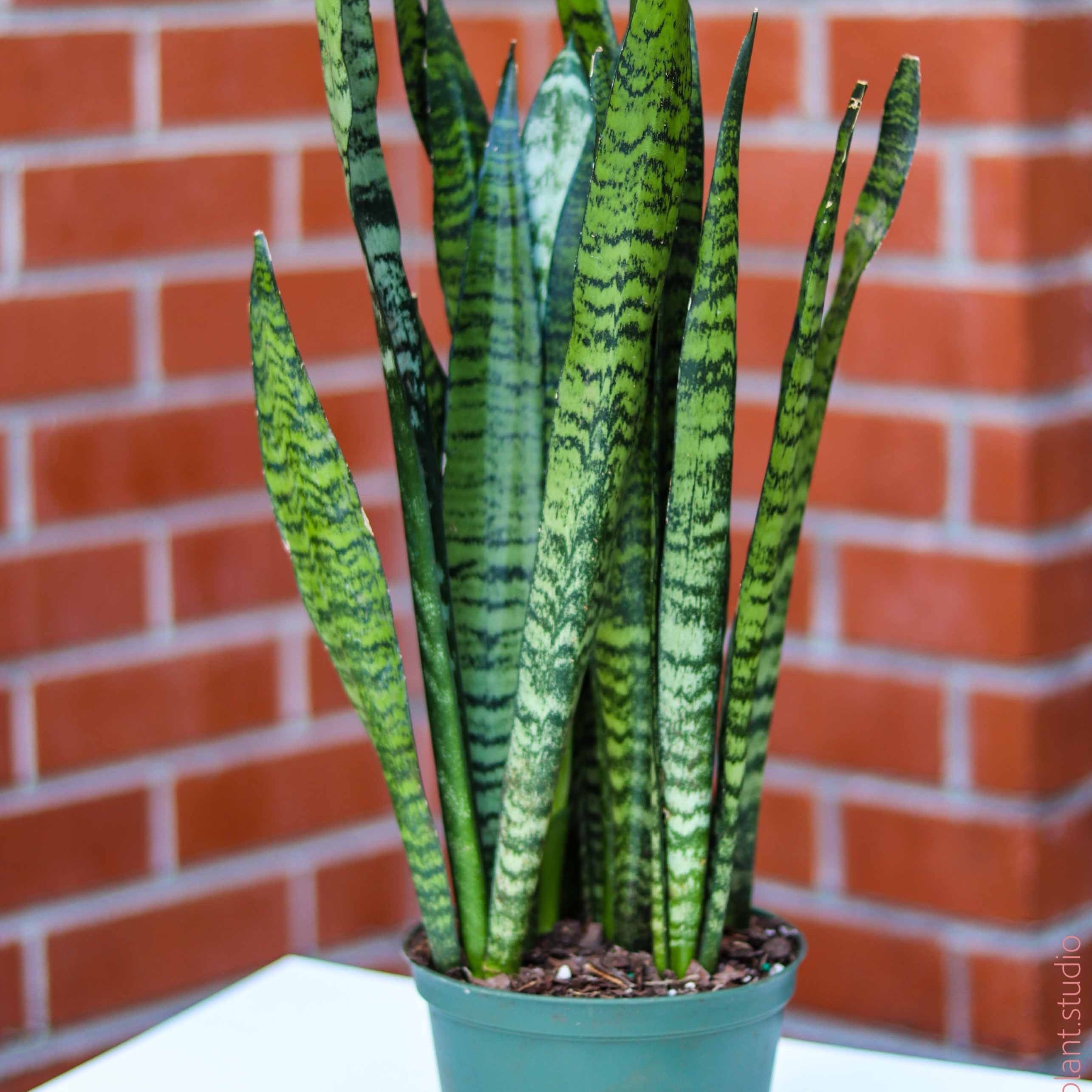 sansevieria zeylanica toxic Sansevieria