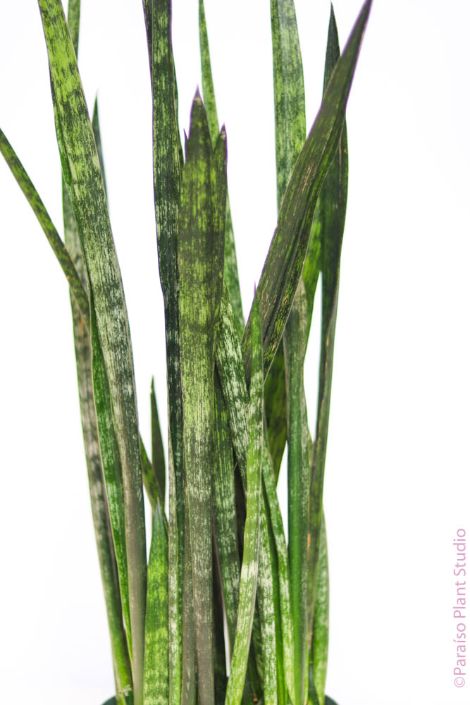 etsy snake plant 8" Sansevieria Zeylanica