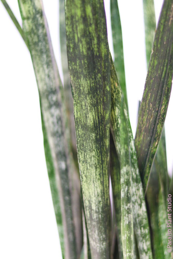 snake scale plant Sansevieria Snake Skin