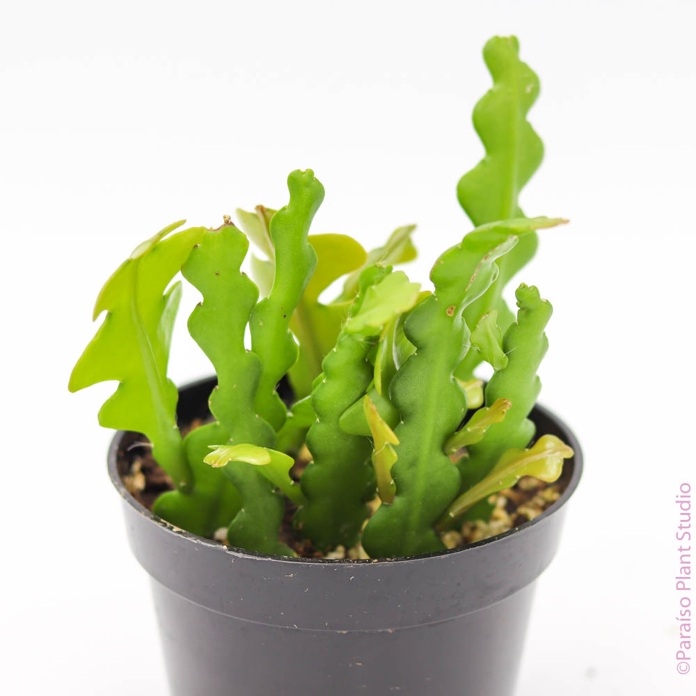 Large Ric Rac Cactus 4in Ric Rac Cactus – Paraíso Plant Studio