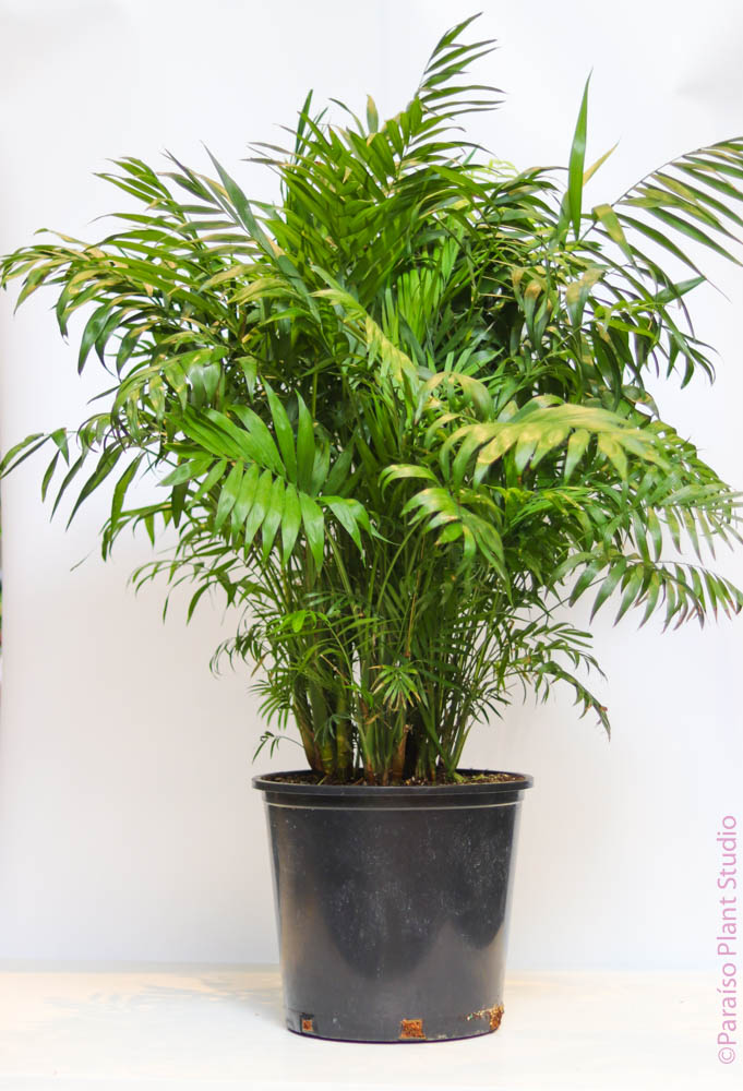 hostel palm plant 14in Neanthe Bella Palm – Paraíso Plant Studio