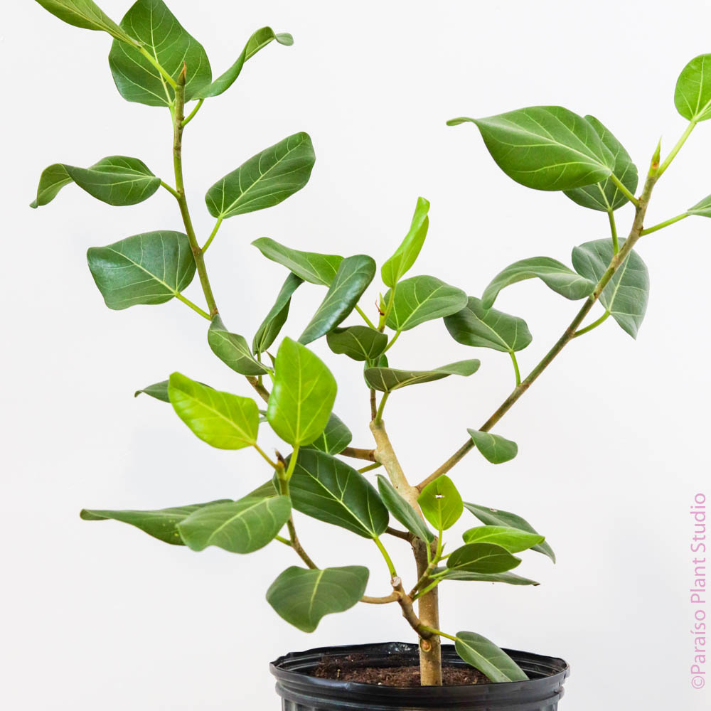 ficus audrey bush vs tree 10in Ficus Audrey Bush