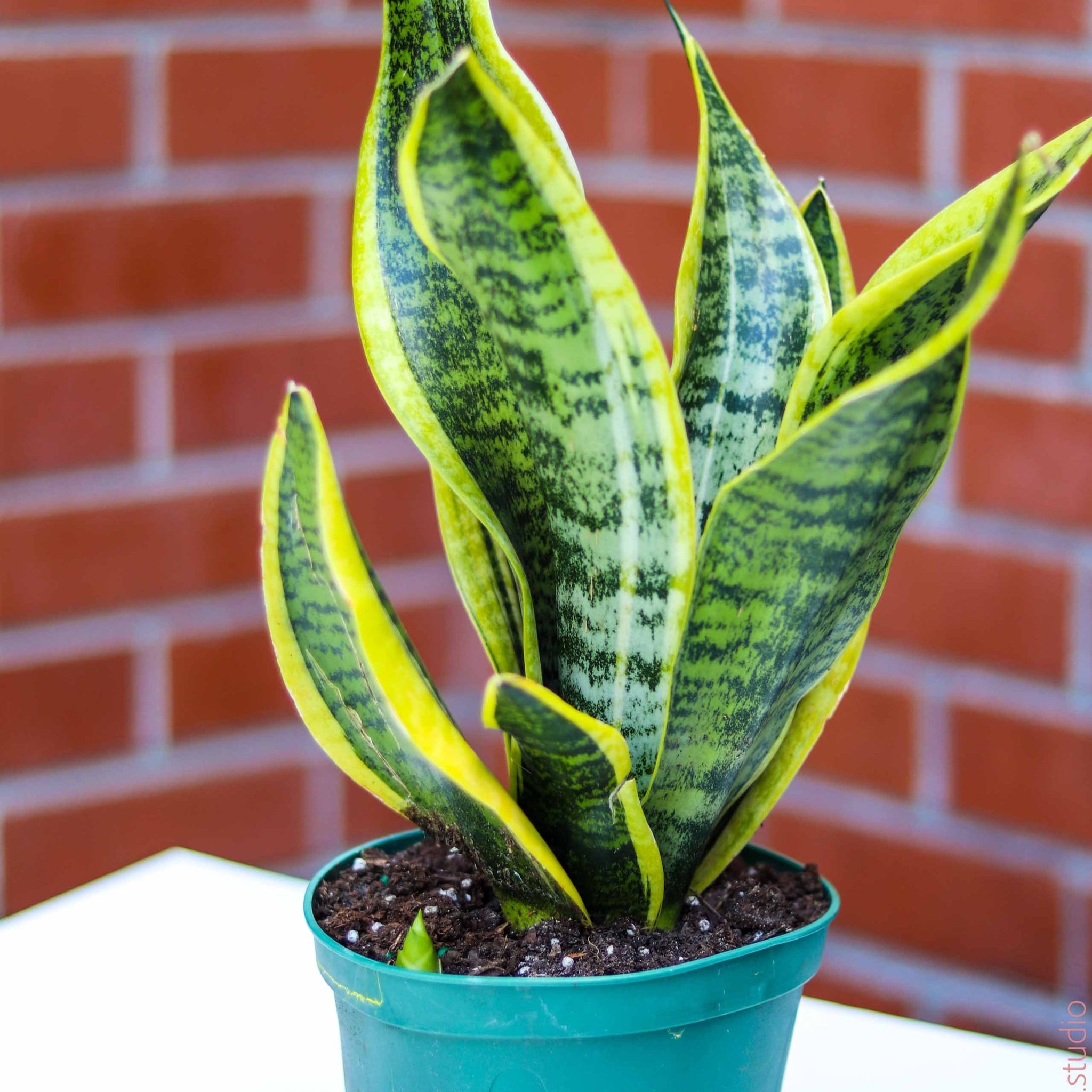 6in-8in Sansevieria Trifasciata ‘Twisted Sister’