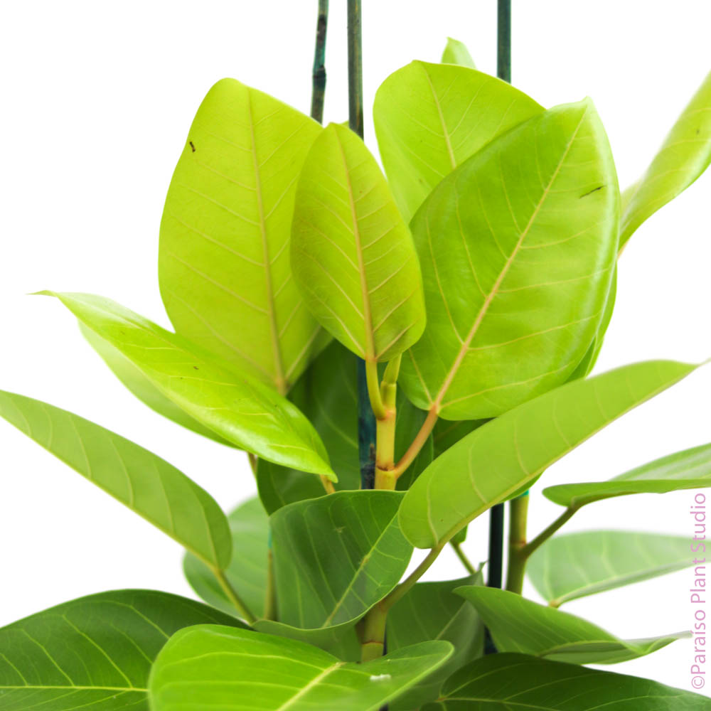 ficus altissima light 10in Ficus Altissima Neon – Paraíso Plant Studio