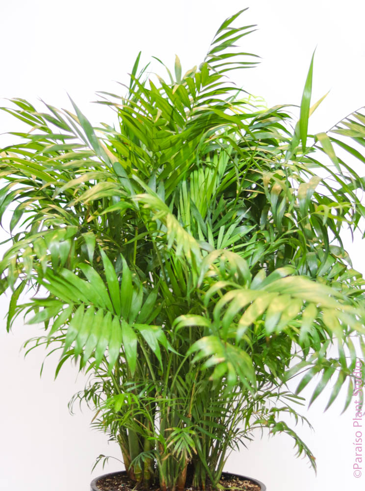 bella palm plant care 14in Neanthe Bella Palm – Paraíso Plant Studio