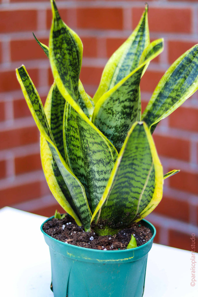 6in-8in Sansevieria Trifasciata ‘Twisted Sister’