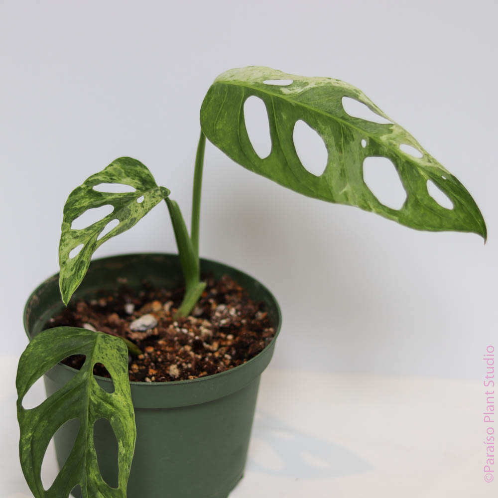 monstera adansonii mini Monstera Adansonii 'Indonesian Mint'