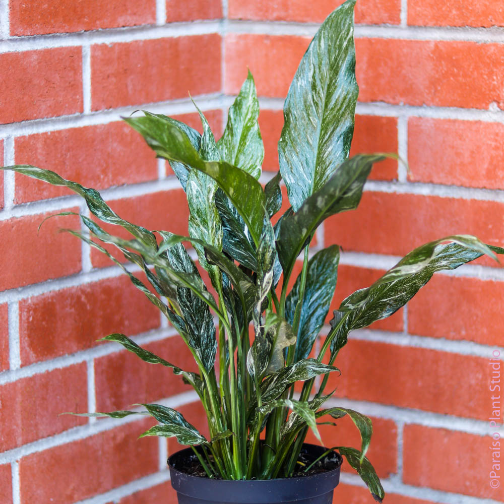 variagated peace lily Variegated Spathiphyllum 'Domino' | Rare Ruffled Peace Lily