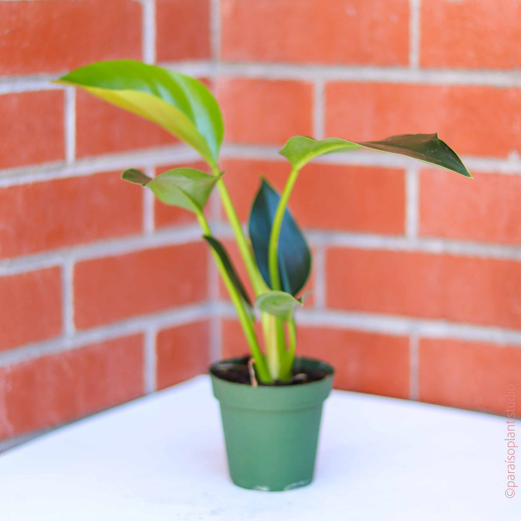 4in Philodendron Congo Green