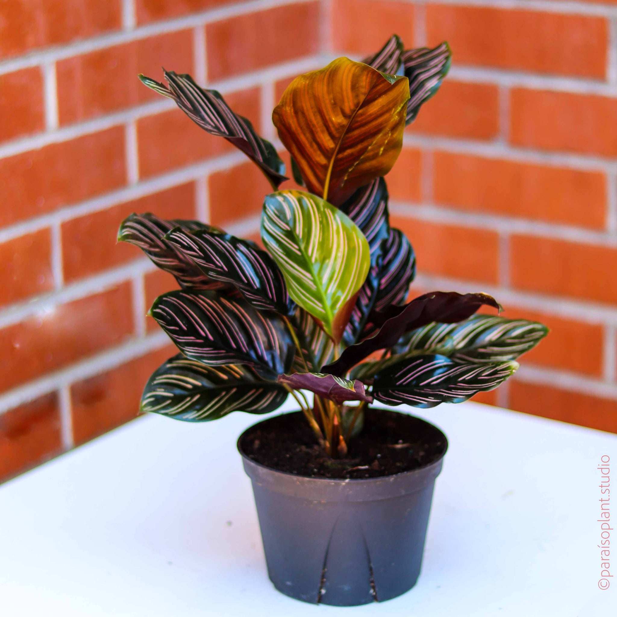 6in-8in Calathea Ornata