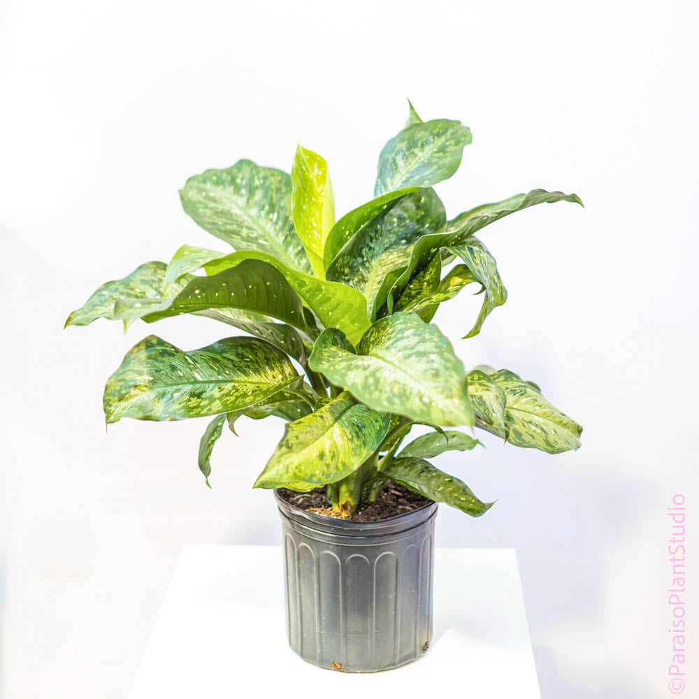 dieffenbachia maculata tiki 10in Dieffenbachia 'Tiki'