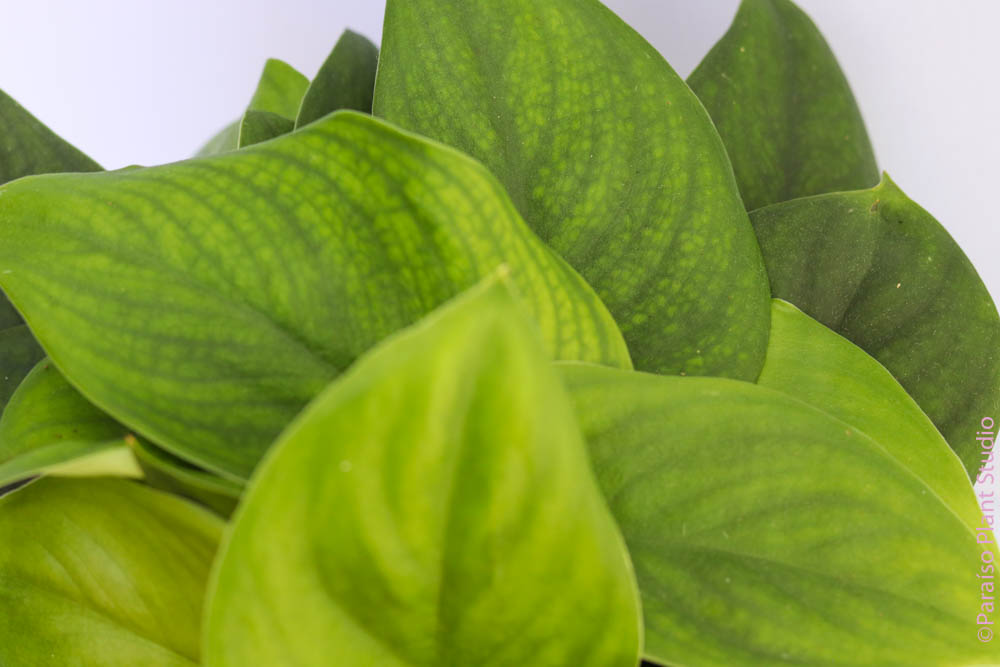 pothos jade satin 4in-6in Scindapsus 'Jade Satin Pothos' – Paraíso Plant Studio