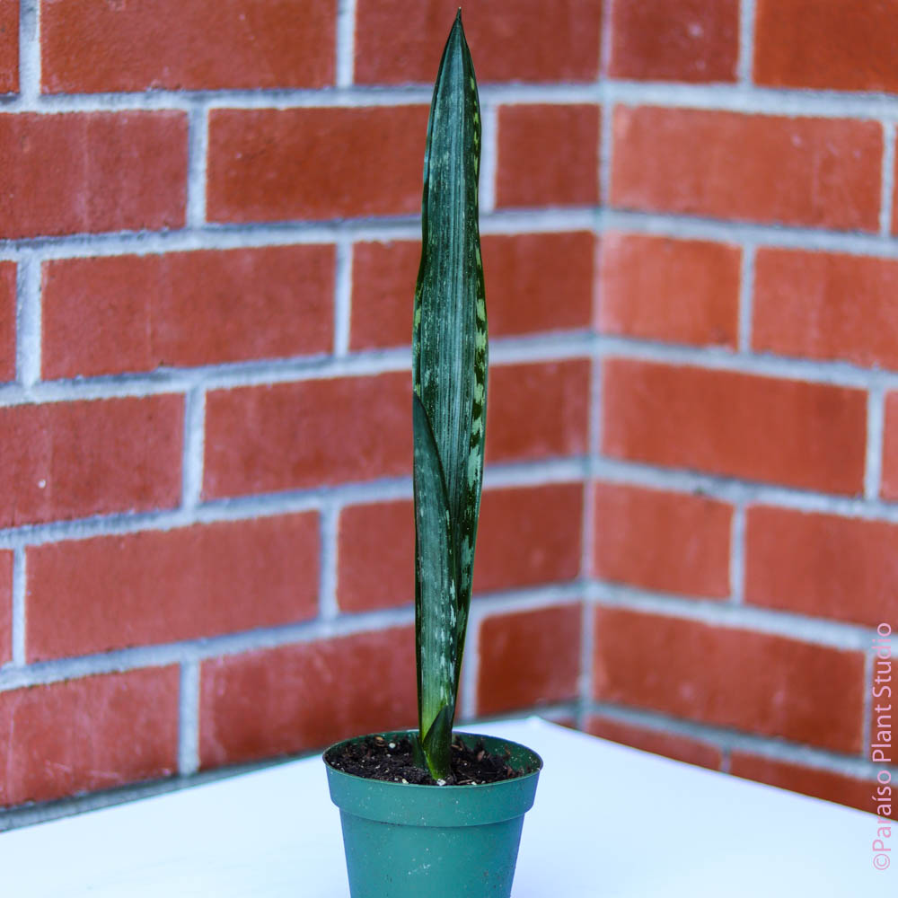 mermaid snake plant Sansevieria 'Silver Flame'
