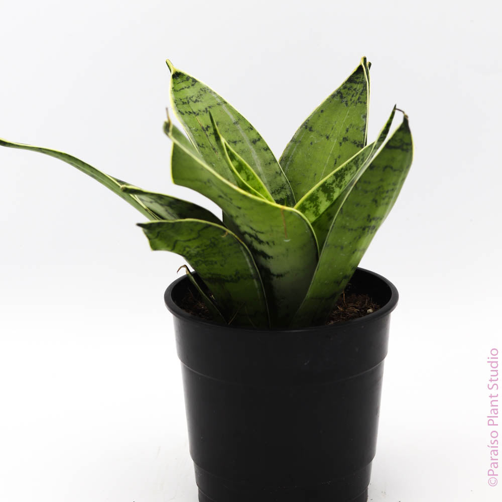 owl snake plant 5in Sansevieria Night Owl – Paraíso Plant Studio