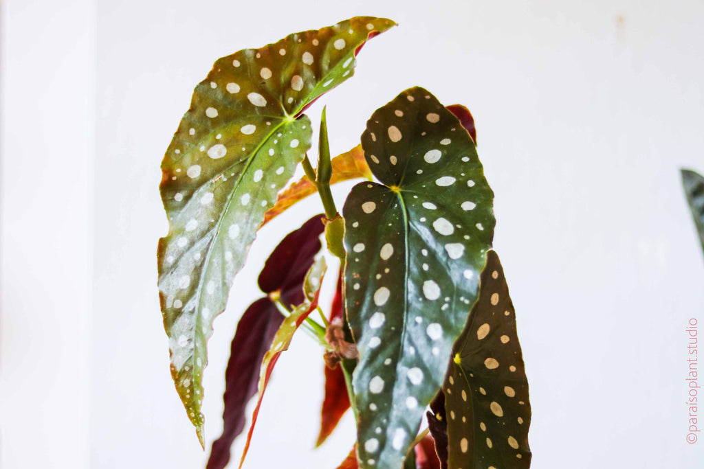 Close up of spotted leaves of a 6in Begonia Maculata.