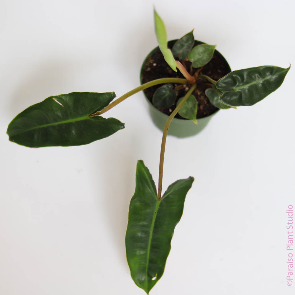 Philodendron Billietiae – Paraíso Plant Studio