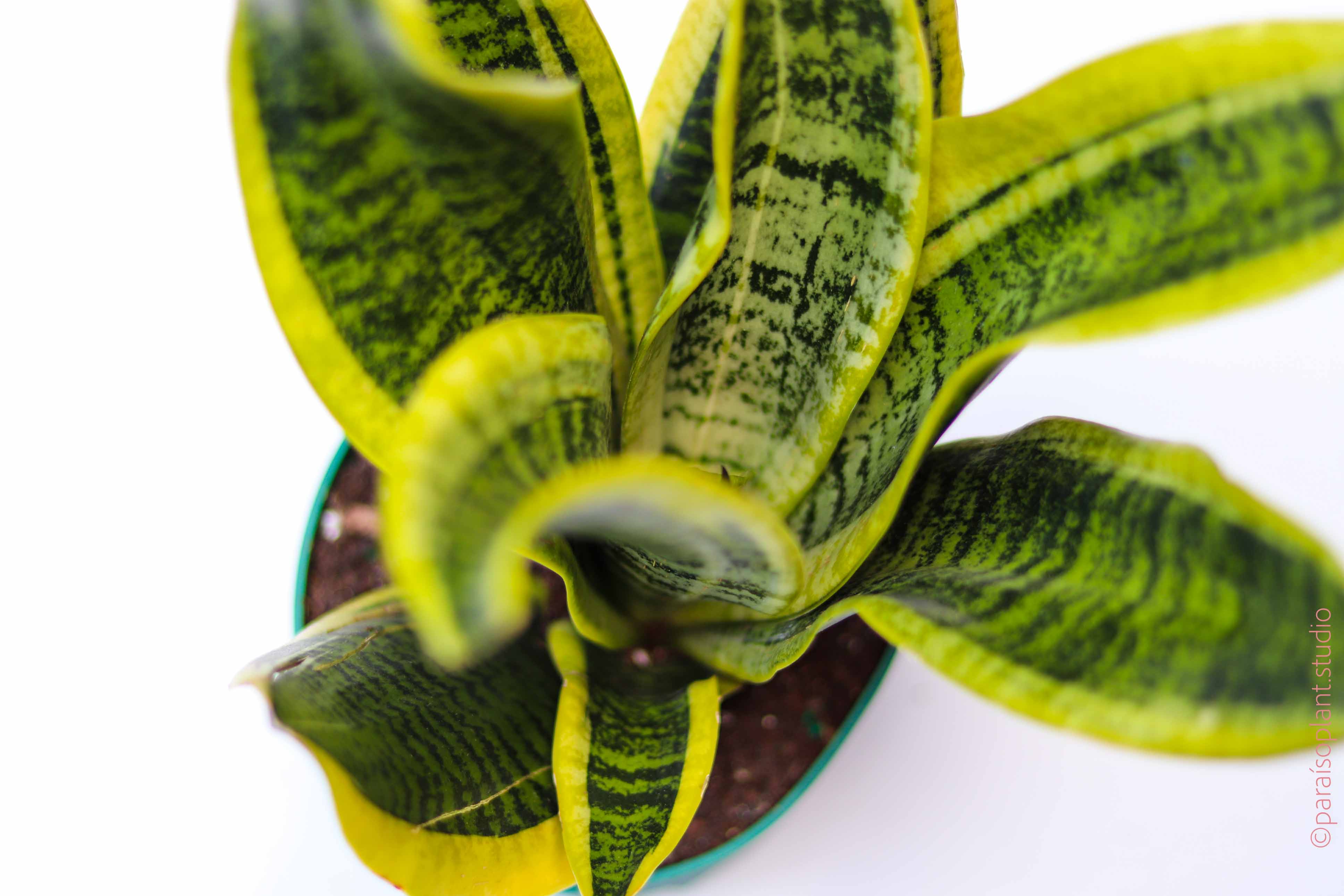 dracaena trifasciata 'twisted sister' 6in-8in Sansevieria Trifasciata 'Twisted Sister' – Paraíso Plant Studio