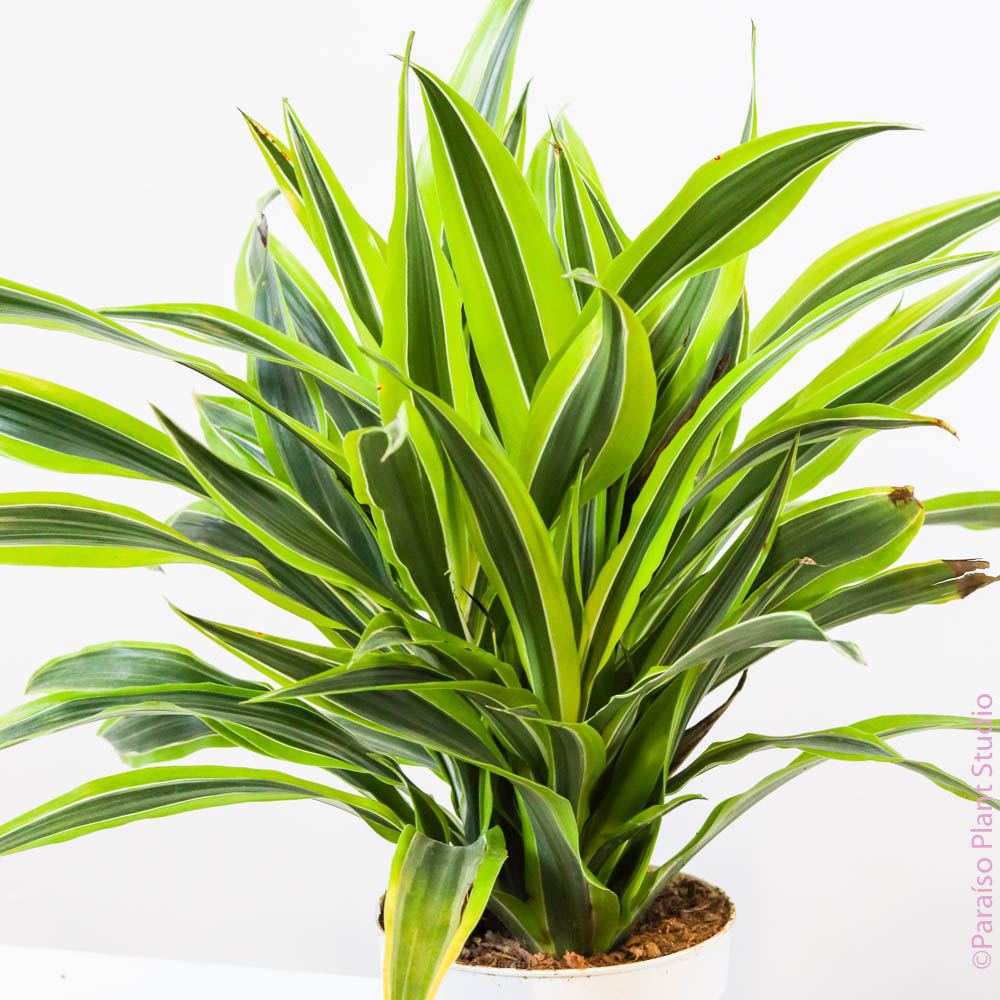 dracaena lime 6" Dracaena Lemon Lime