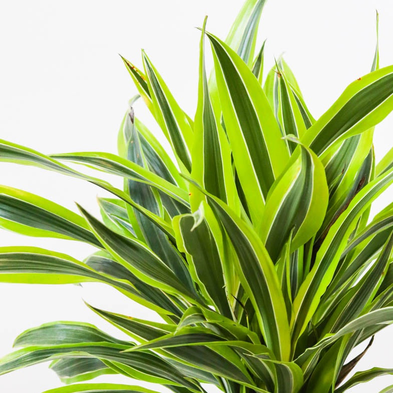 dracaena deremensis striped Dracaena fragrans 'Lemon Lime' (6")