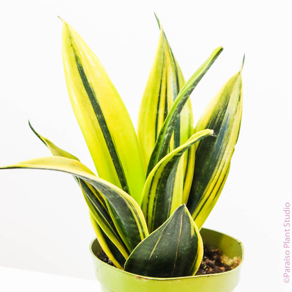 golden flame snake plant care 6in Sansevieria Golden Flame