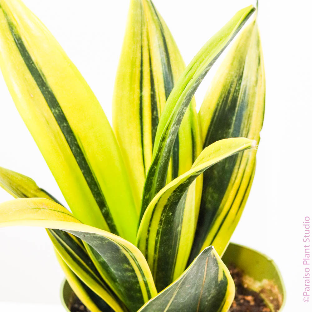 sansevieria golden flame price 6in Sansevieria Golden Flame