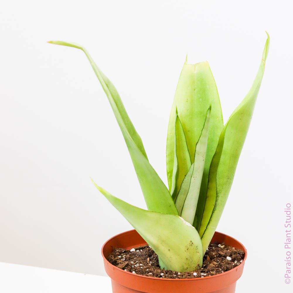 6in Sansevieria 'Moonshine'  Paraso Plant Studio