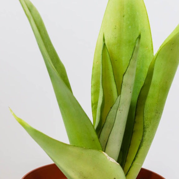 moonshine snake plant yellow leaves 6in Sansevieria 'Moonshine' – Paraíso Plant Studio
