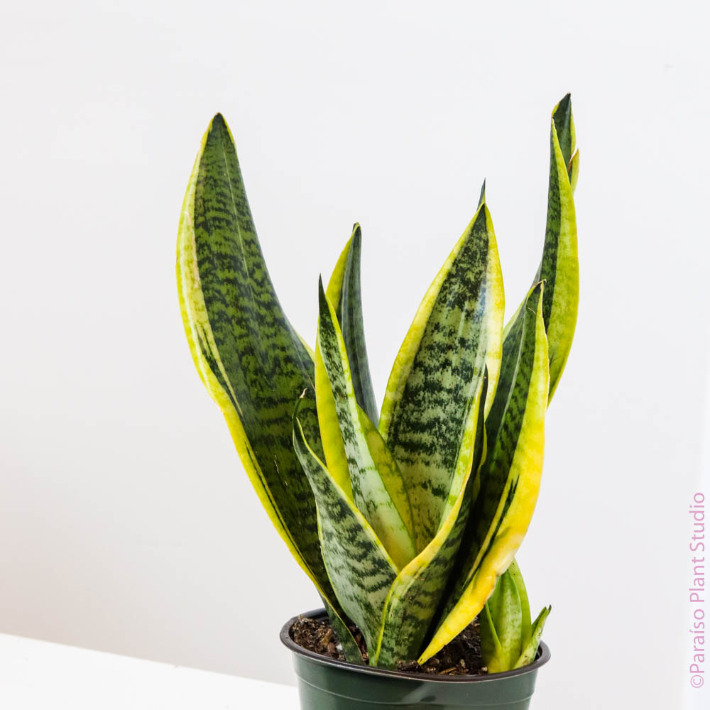 prem sansevieria 6" Sansevieria Superba Fabi