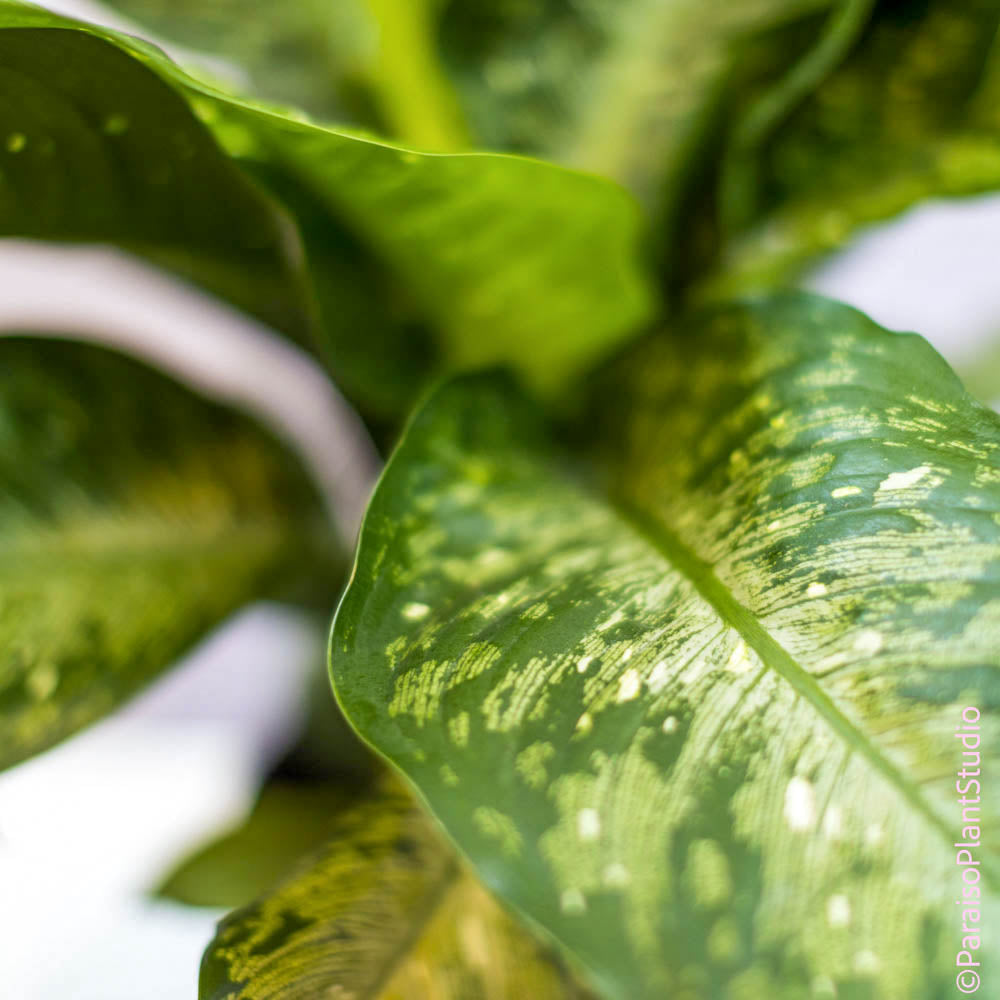 dieffenbachia tiki for sale 10in Dieffenbachia 'Tiki'