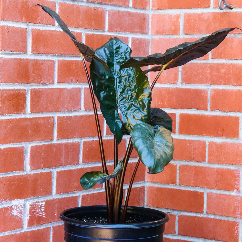 yucatan princess plant indoor care 10in Alocasia Yucatan Princess