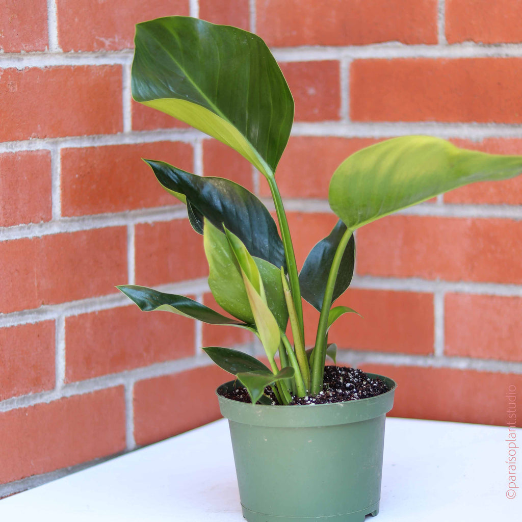 6in Philodendron Congo Green