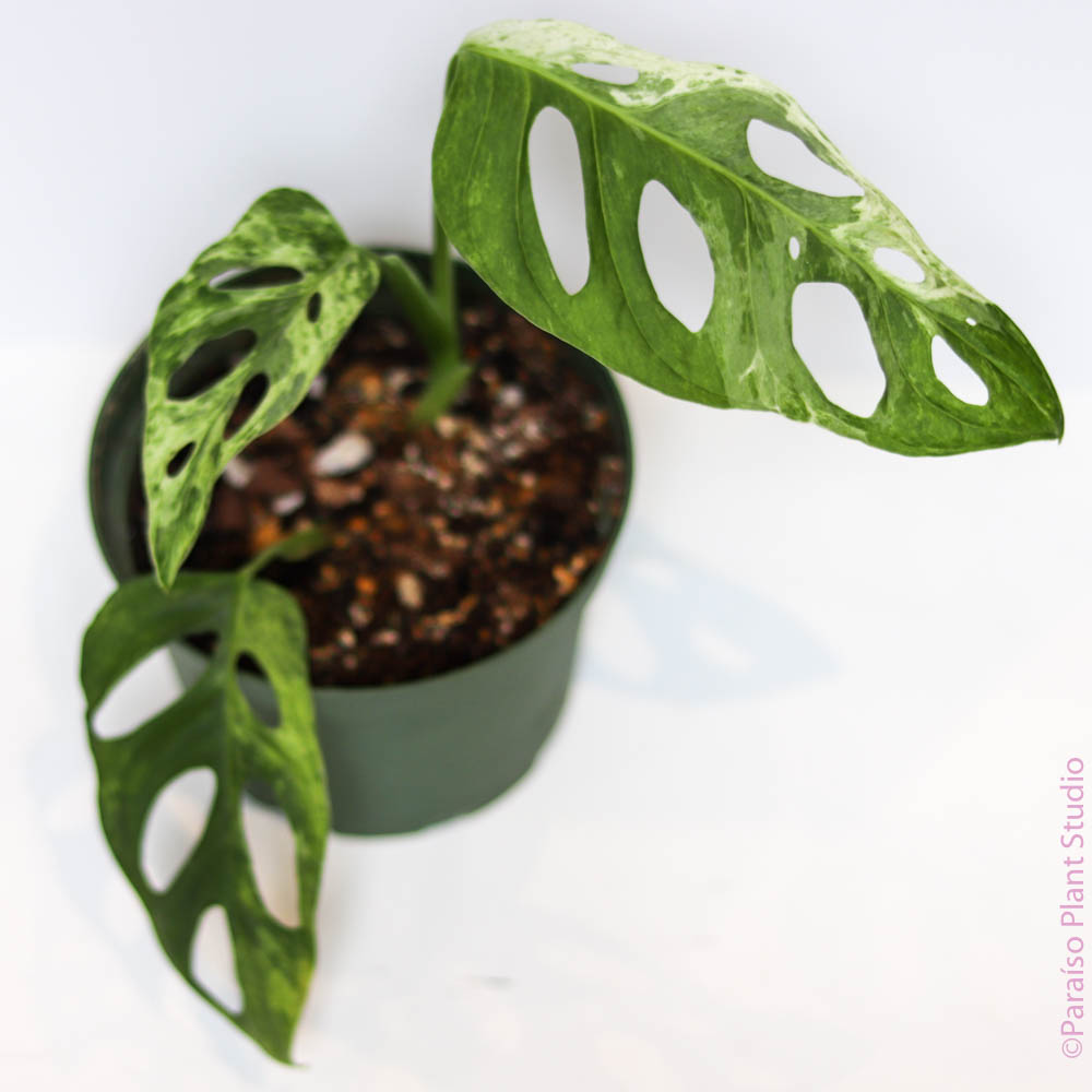 monstera adansonii mint care Monstera Adansonii 'Indonesian Mint'