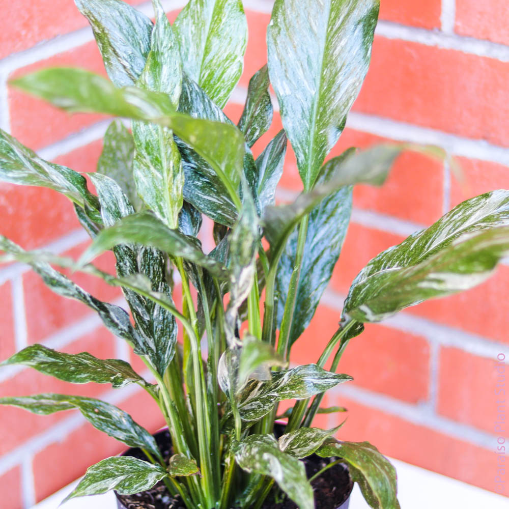 peace lily variegated Variegated Spathiphyllum 'Domino' | Rare Ruffled Peace Lily