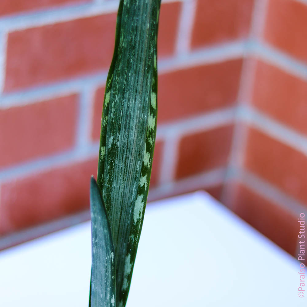 silver flame sansevieria Sansevieria 'Silver Flame'