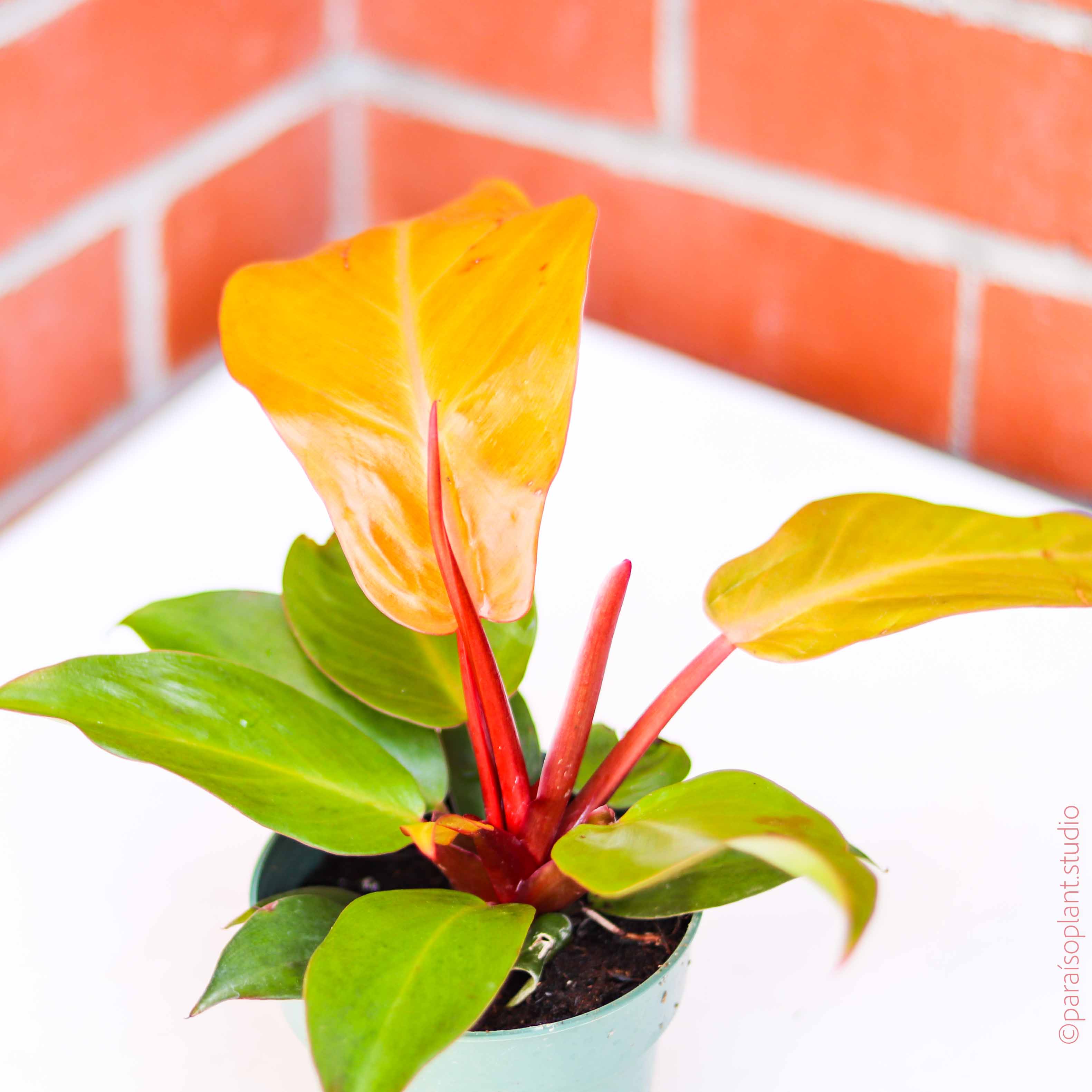 feuille philodendron 4in Philodendron 'Prince of Orange' – Paraíso Plant Studio