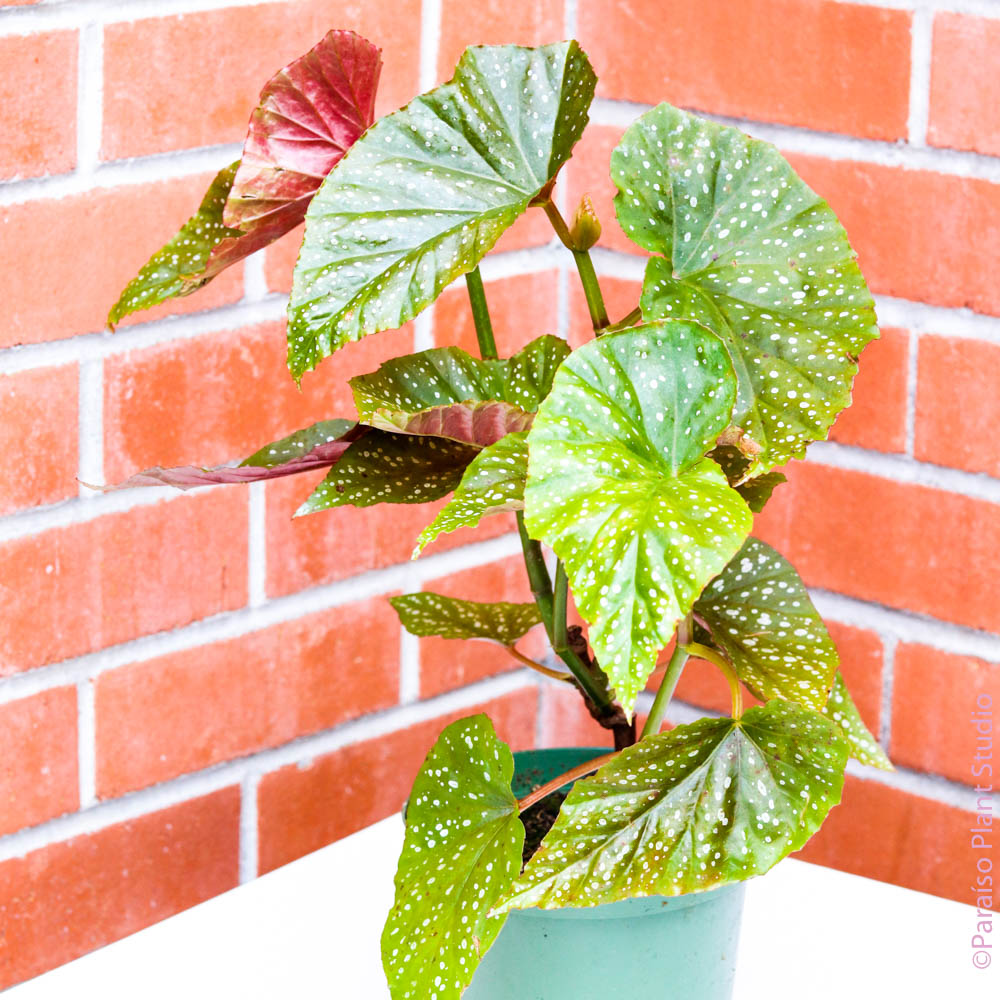 6in Angel Wing Begonia in front of a brick wall.