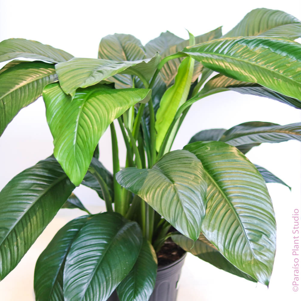 spathiphyllum sensation peace lily 10in-14in Spathiphyllum Peace Lily 'Sensation' 8in