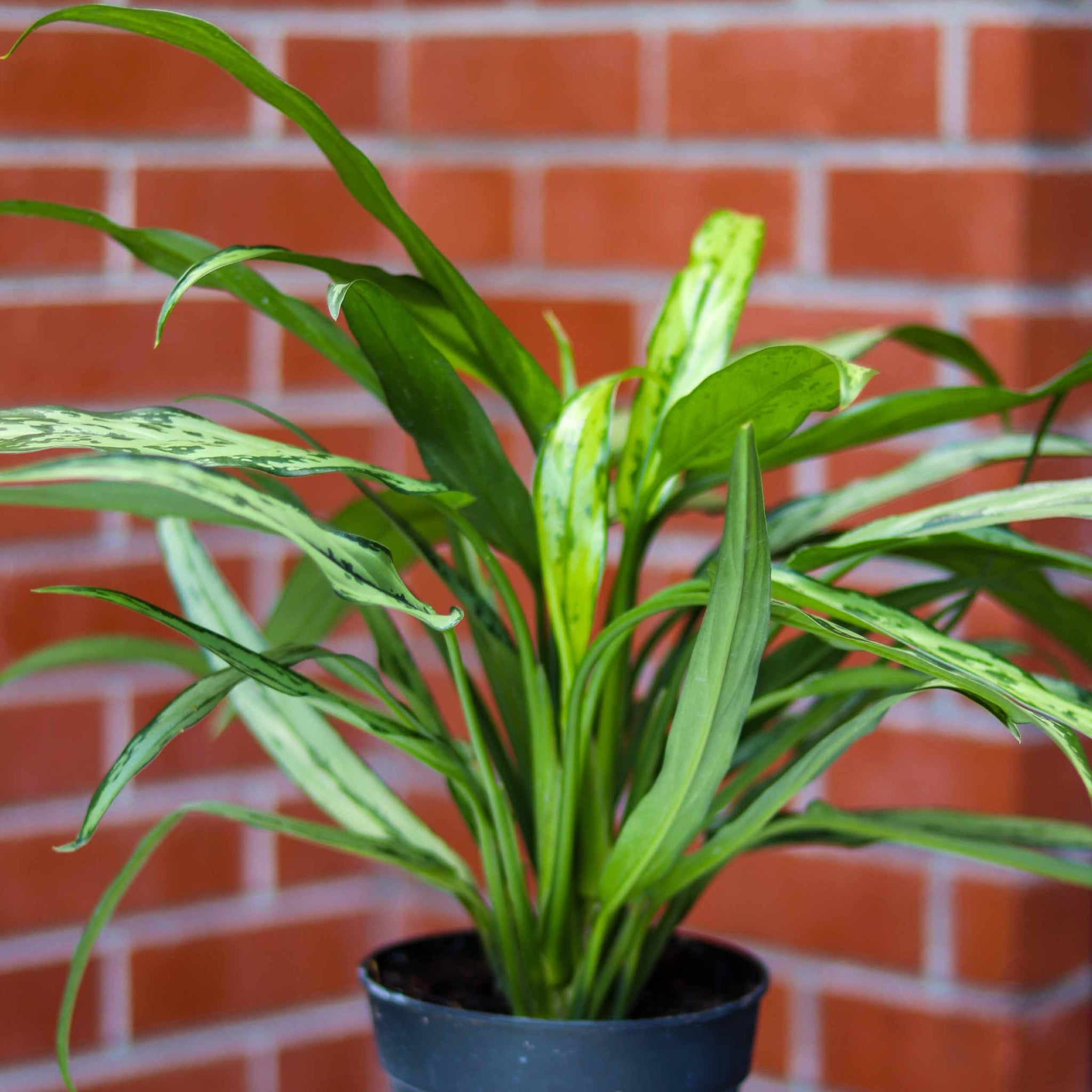 6in-8in Aglaonema Cutlass 6in