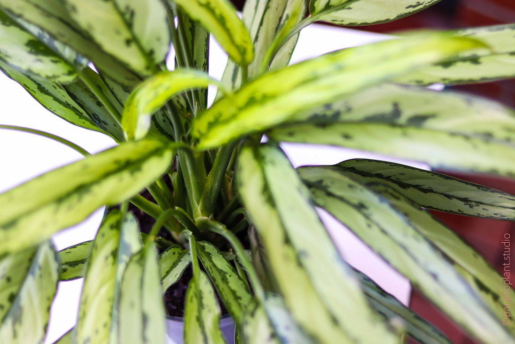aglaonema cutlass flower 6in-8in Aglaonema Cutlass 6in
