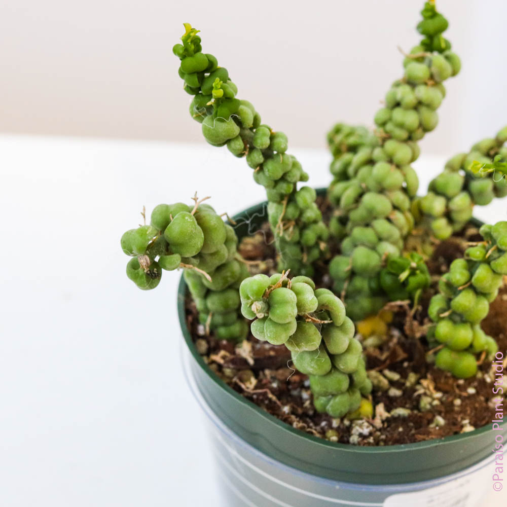dischidia dragon jade plant 4in Dischidia Nummularia 'Dragon Jade'