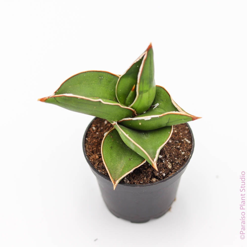 snake plant samurai 2in Sansevieria Samurai – Paraíso Plant Studio