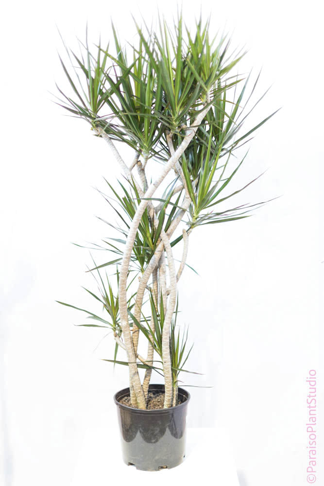 dracaena characteristics 10in-12in Dracaena Marginata Character