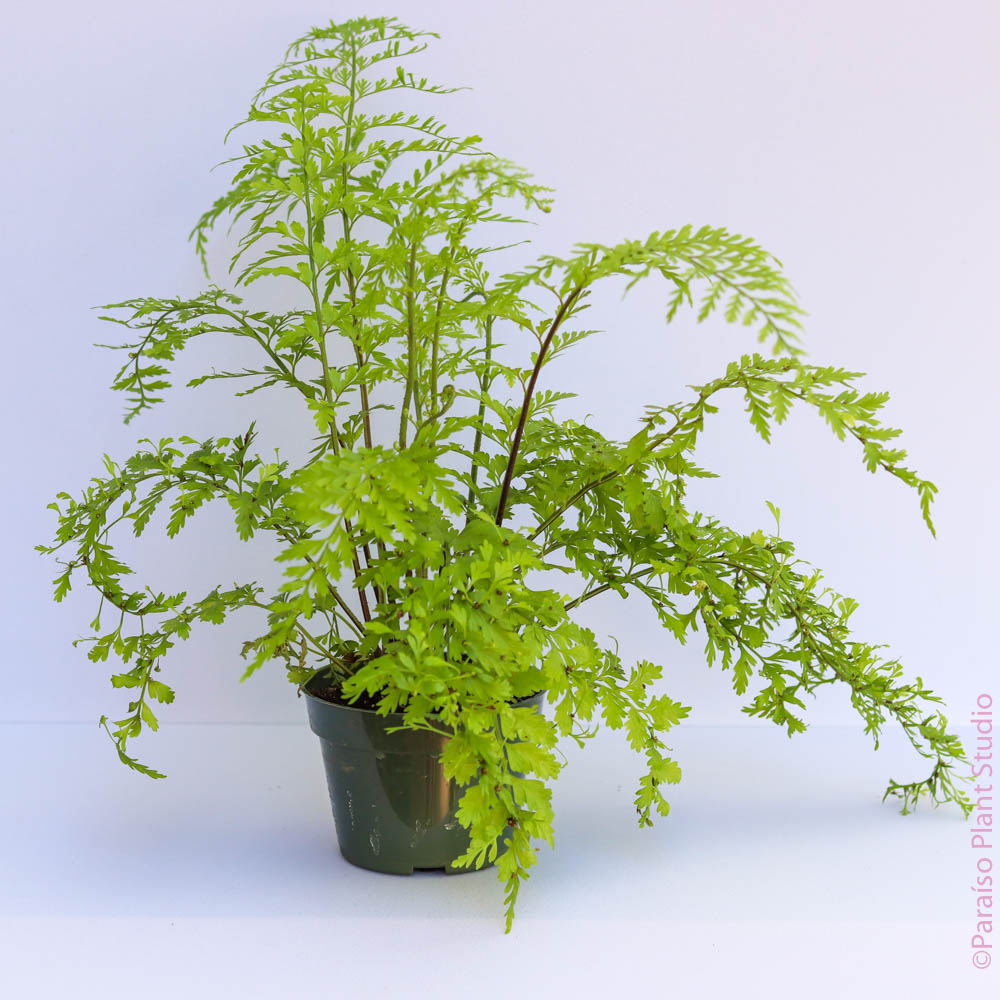 pot plant fern Mother Fern