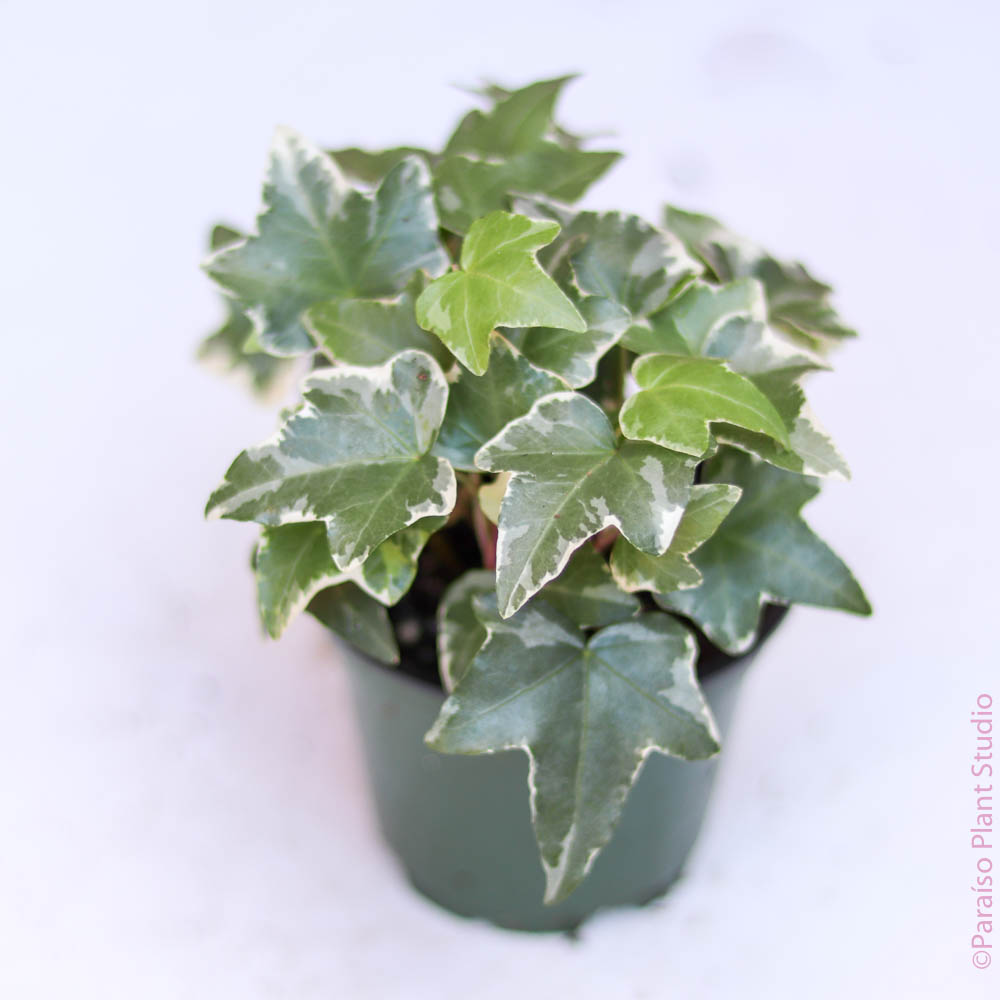 4in English Ivy Variegated
