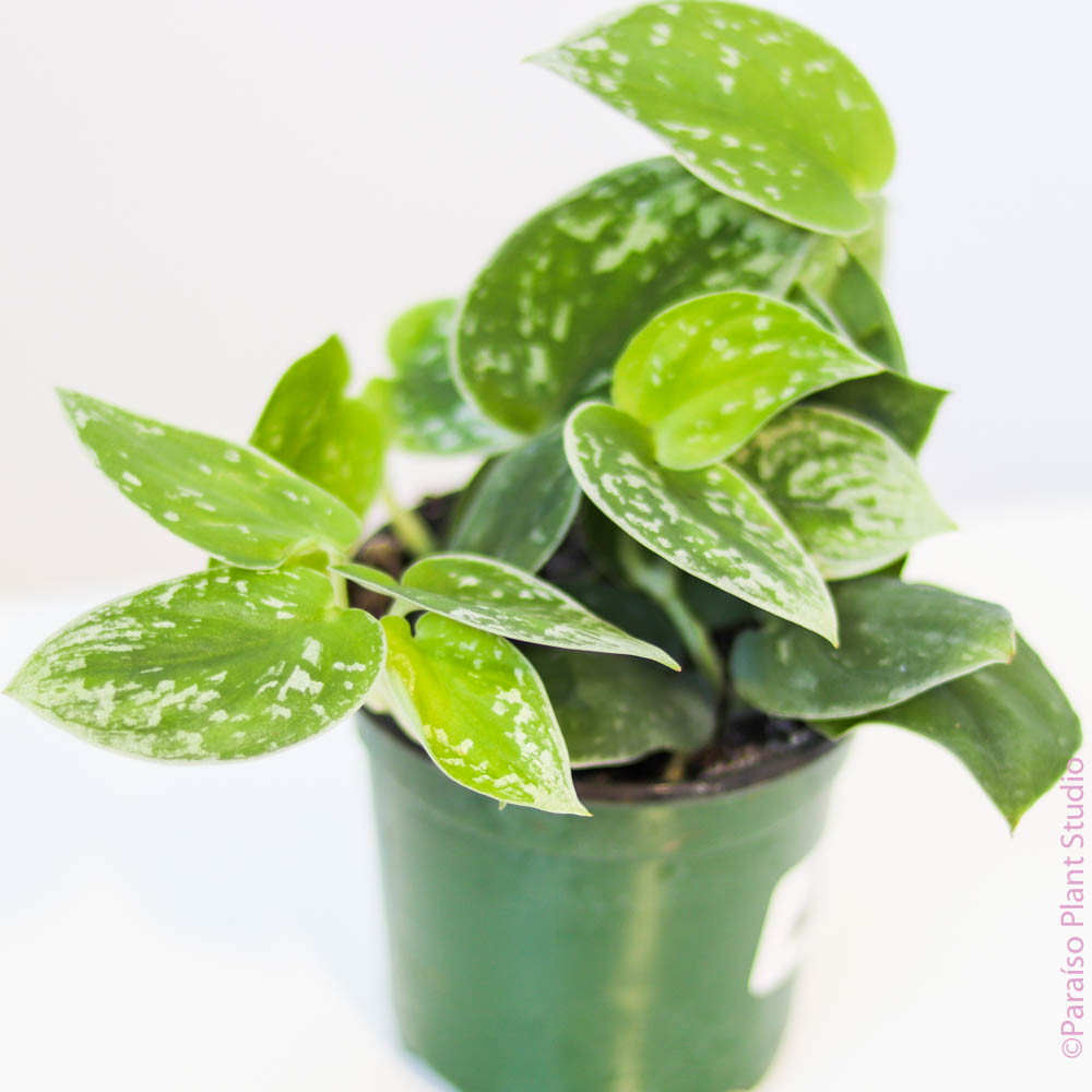 silvery ann pothos vs satin pothos 4in Scindapsus pictus 'Silvery Anne' – Paraíso Plant Studio
