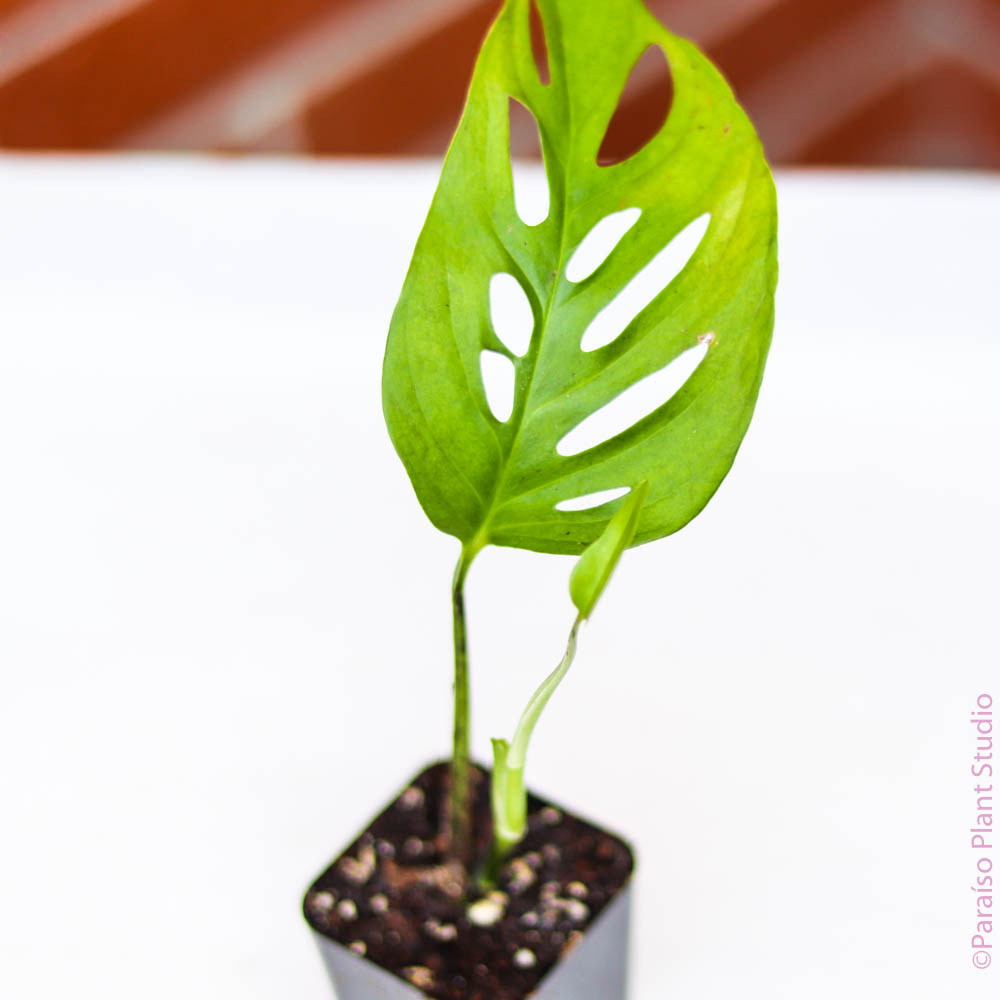 monstera friedrichsthalii vs adansonii 2in Monstera 'Friedrichsthalii' Adansonii Narrow Form – Paraíso Plant Studio