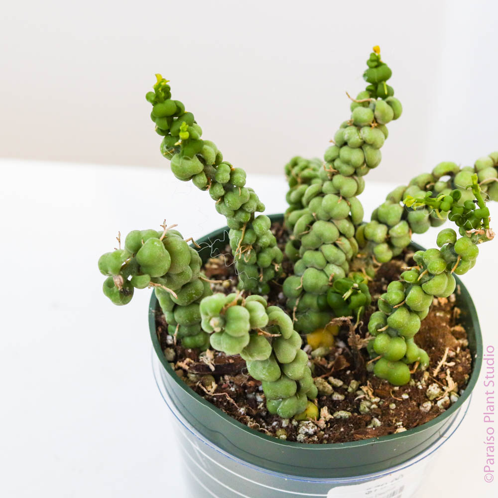 dischidia dragon jade plant 4in Dischidia Nummularia 'Dragon Jade'