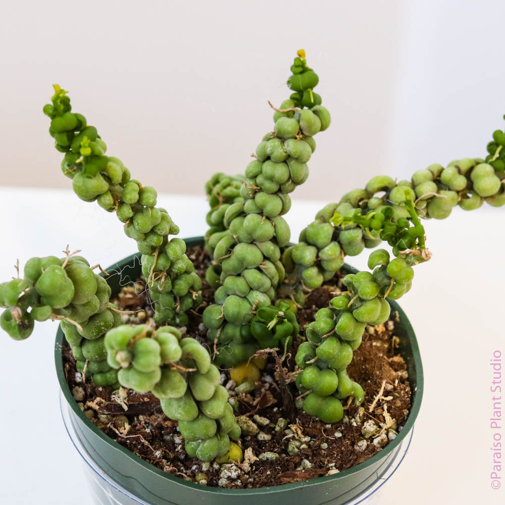 dragon jade plant 4in Dischidia Nummularia 'Dragon Jade'